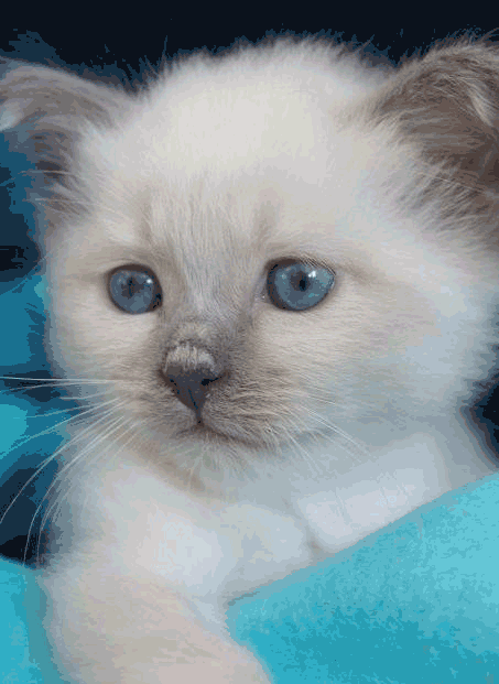 chat